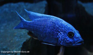 Sciaenochromis fryeri 'Three Peaks Reef'