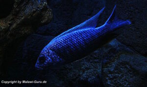 Sciaenochromis fryeri 'Three Peaks Reef'