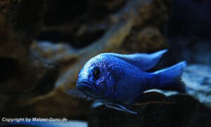 Sciaenochromis fryeri 'Three Peaks Reef'