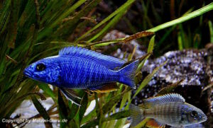 Sciaenochromis fryeri 'Three Peaks Reef'