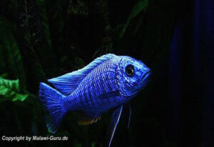 Sciaenochromis fryeri 'Three Peaks Reef'