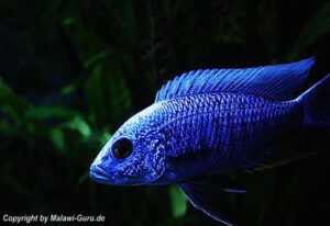 Sciaenochromis fryeri 'Three Peaks Reef'