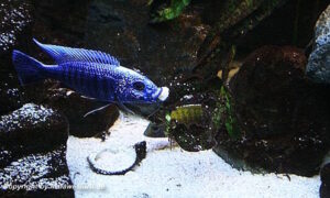 Sciaenochromis fryeri 'Three Peaks Reef'