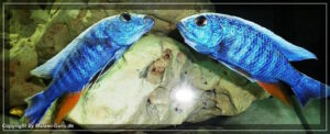 Sciaenochromis fryeri