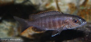 Sciaenochromis fryeri 'Three Peaks Reef'