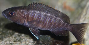 Sciaenochromis fryeri 'Three Peaks Reef'