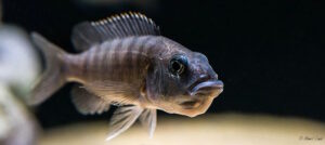 Sciaenochromis fryeri 'Three Peaks Reef'