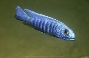 Sciaenochromis fryeri 'Thumbi West Island'