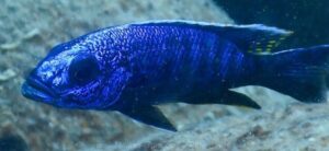 Sciaenochromis fryeri 'Yofu Bay'