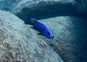 Sciaenochromis fryeri 'Yofu Bay'