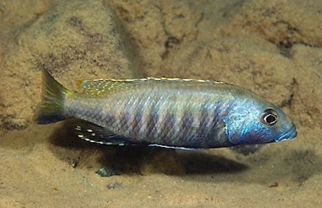 Sciaenochromis psammophilus 'Cobwé''Cobwé' Sciaenochromis-Arten-Galerie