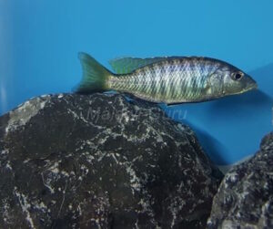 Sciaenochromis psammophilus 'Mazinzi Reef'