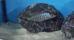 Sciaenochromis psammophilus Arten