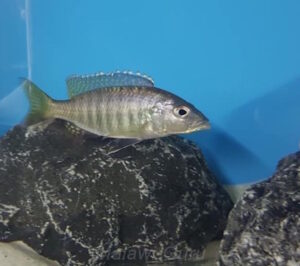 Sciaenochromis psammophilus 'Mazinzi Reef'