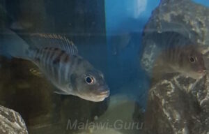 Sciaenochromis psammophilus 'Mazinzi Reef'
