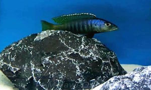 Sciaenochromis psammophilus im Verzeichnis! Sciaenochromis psammophilus