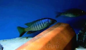 Sciaenochromis psammophilus 'Mazinzi Reef'