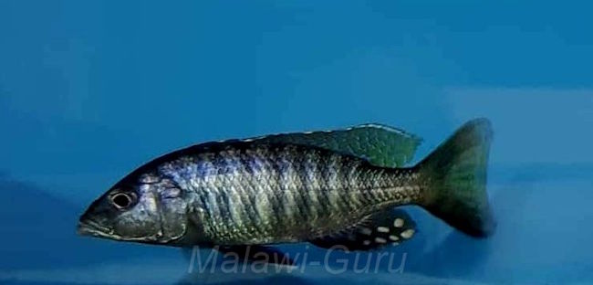 Sciaenochromis psammophilus 'Mazinzi Reef''Mazinzi Reef' Sciaenochromis psammophilus 'Mazinzi Reef'