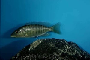 Sciaenochromis psammophilus 'Mazinzi Reef'