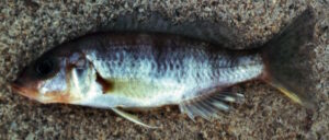 Sciaenochromis sp. 'deep water'