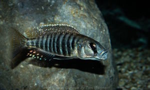 Sciaenochromis sp. 'nyassae'