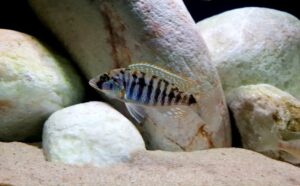 Sciaenochromis sp. 'nyassae' Chidunga Rocks