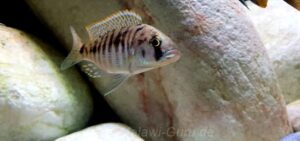 Sciaenochromis sp. 'nyassae'