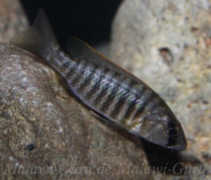 Sciaenochromis sp. 'nyassae' Arten