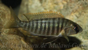 Sciaenochromis sp. 'nyassae' Liwani