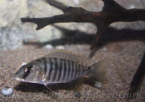 Sciaenochromis sp. 'nyassae' Liwani