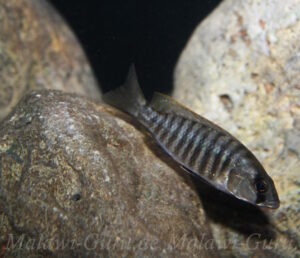 Sciaenochromis sp. 'nyassae'