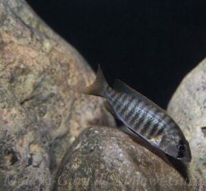 Sciaenochromis sp. 'nyassae' Liwani