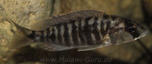 Sciaenochromis sp. 'nyassae' Liwani