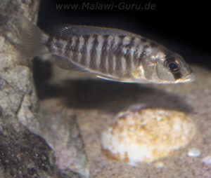 Sciaenochromis sp. 'nyassae' Liwani