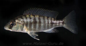 Sciaenochromis sp. 'nyassae' Liwani