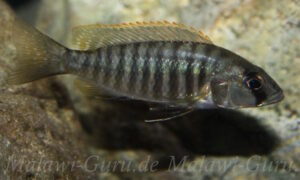 Sciaenochromis sp. 'nyassae'