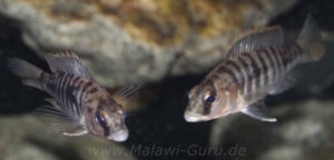 Sciaenochromis sp. 'nyassae' Liwani