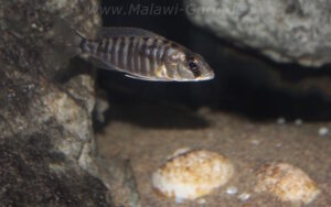 Sciaenochromis sp. 'nyassae' Liwani