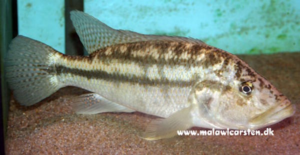 Serranochromis robustus 'Chiofu''Chiofu' Serranochromis robustus 'Chiofu'