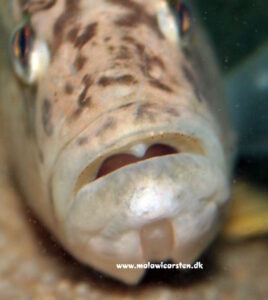 Serranochromis robustus 'Chiofu'