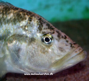 Serranochromis robustus 'Chiofu'