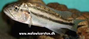 Serranochromis robustus