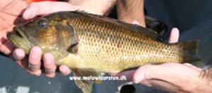 Serranochromis robustus 'Chiofu'