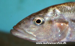 Serranochromis robustus 'Chiofu'
