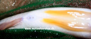 Serranochromis robustus 'Chiofu'
