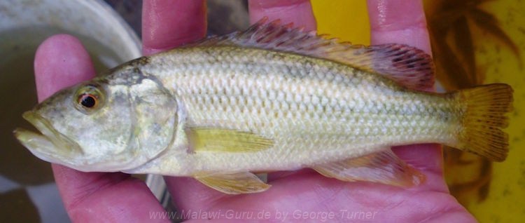 Serranochromis robustus 'Lake Chilingali''Lake Chilingali' Serranochromis robustus
