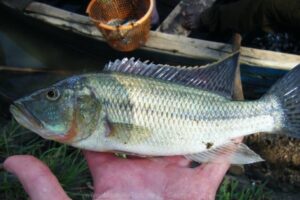 Serranochromis robustus 'Lake Chilingali'