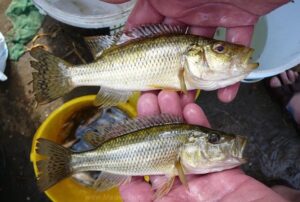 Serranochromis robustus 'Lake Chilingali'
