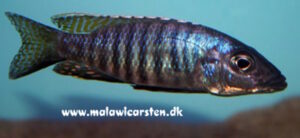 Stigmatochromis macrorhynchos