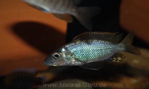 Stigmatochromis macrorhynchos